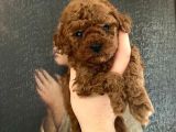 A-Class Teacup Toy Poodle