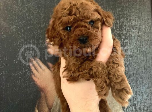 A-Class Teacup Toy Poodle görsel