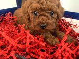 a-class teacup Toy Poodle