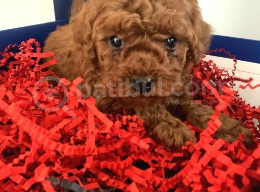 A-Class Teacup Toy Poodle