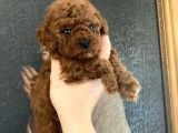 A-Class Teacup Toy Poodle