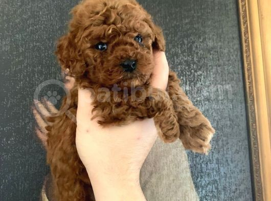 A-Class Teacup Toy Poodle görsel