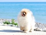 Extra Kaliteli Pomeranian Erkek Yavru