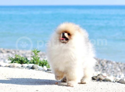 Extra Kaliteli Pomeranian Erkek Yavru görsel