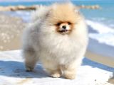 Extra Kaliteli Pomeranian Yavru