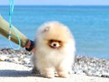 Extra Kaliteli Pomeranian Erkek Yavru
