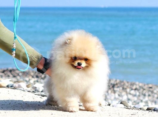 Extra Kaliteli Pomeranian Erkek Yavru görsel