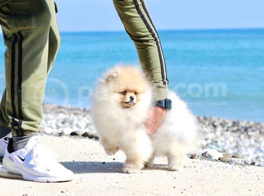 Extra Kaliteli Pomeranian Erkek Yavru görsel