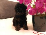 Çikolata Siyah Özel Renk Erkek Toy Poodle