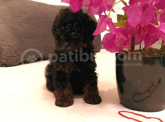 Çikolata Siyah Özel Renk Erkek Toy Poodle görsel