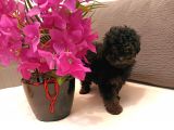 Çikolata Siyah Özel Renk Erkek Toy Poodle