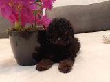 Çikolata Siyah Özel Renk Erkek Toy Poodle
