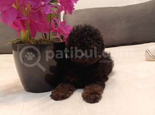Çikolata Siyah Özel Renk Erkek Toy Poodle görsel