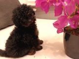 Çikolata siyah özel renk erkek toy poodle