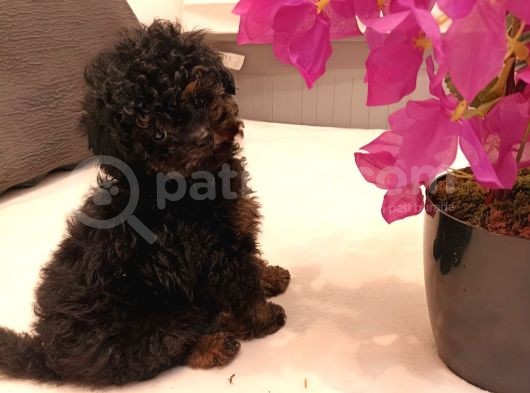 Çikolata Siyah Özel Renk Erkek Toy Poodle