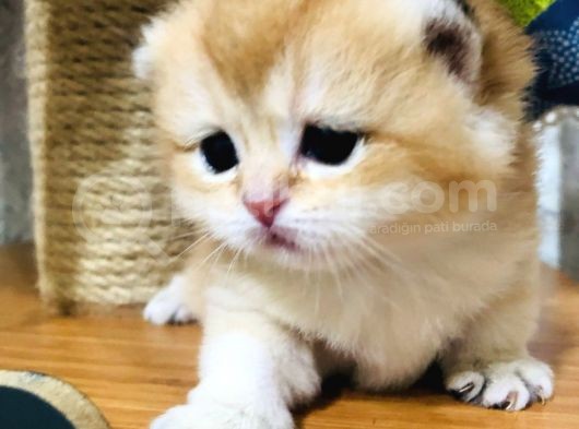 A Kalite Bri̇ti̇sh Shorthai̇r Golden  Yavrular görsel