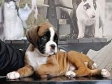 Fci Seçereli Boxer