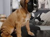 Fci Seçereli Boxer