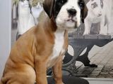 Fci Seçereli Boxer