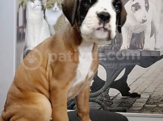 Fci Seçereli Boxer görsel