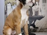 Fci Seçereli Boxer