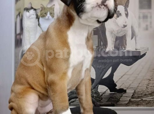 Fci Seçereli Boxer görsel
