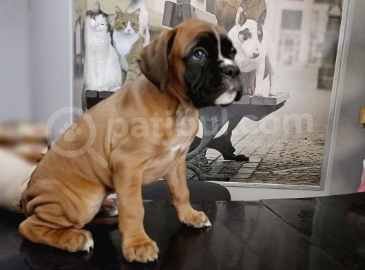 Fci Seçereli Boxer görsel