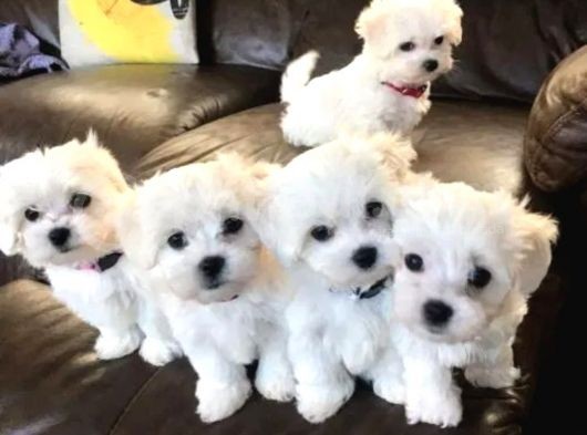 Orjinal Maltese Yavrular görsel
