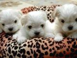 Orjinal Maltese Yavrular