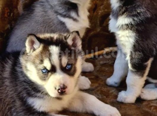 Safkan Husky Yavrularım görsel