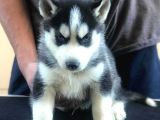 Safkan Husky yavrularım
