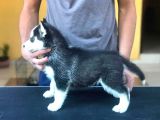 Safkan Husky Yavrularım