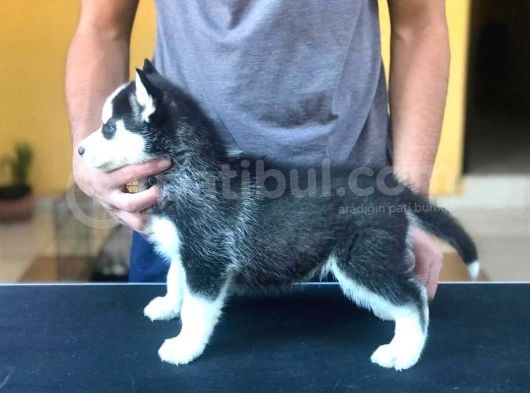 Safkan Husky Yavrularım görsel