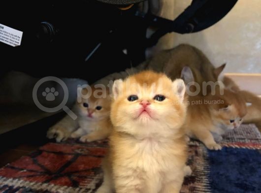 A Kalite Bri̇ti̇sh Shorthai̇r Golden  Yavrular