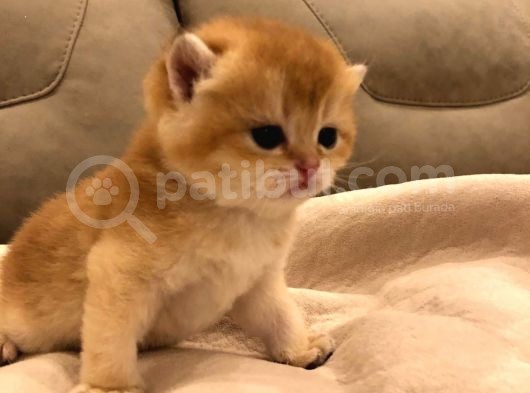 A Kalite Bri̇ti̇sh Shorthai̇r Golden  Yavrular görsel