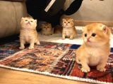 A Kalite Bri̇ti̇sh Shorthai̇r Golden  Yavrular