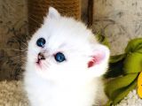 A Kalite Bri̇ti̇sh Shorthai̇r Blupoi̇nt Yavrular