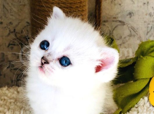 A Kalite Bri̇ti̇sh Shorthai̇r Blupoi̇nt Yavrular görsel
