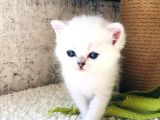 A Kalite Bri̇ti̇sh Shorthai̇r Blupoi̇nt Yavrular