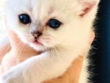 A kalite BRİTİSH SHORTHAİR BLUPOİNT yavrular