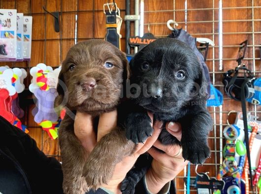 A Kalite Labrador Retriever Yavrularımız