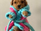 Showclass Toypoodle  Yavrular