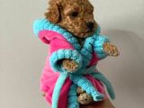 Showclass Toypoodle  Yavrular
