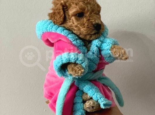 Showclass Toypoodle  Yavrular görsel