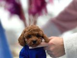 Showclass Toypoodle  Yavrular