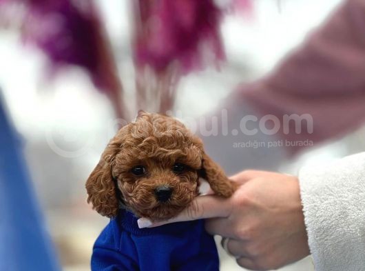 Showclass Toypoodle  Yavrular görsel