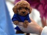 SHOWCLASS toypoodle  yavrular
