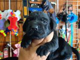 A Kalite Labrador Retriever Yavrularımız