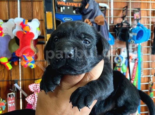 A Kalite Labrador Retriever Yavrularımız görsel