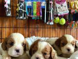 Tüm İhtişamıyla Cavalier King Charles Spaniel